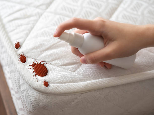 Best Bed Bug Extermination  in Greene, IA