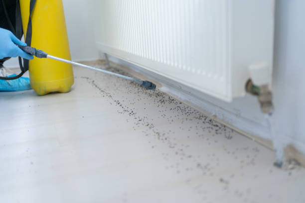 Best Pest Control for Homes  in Greene, IA